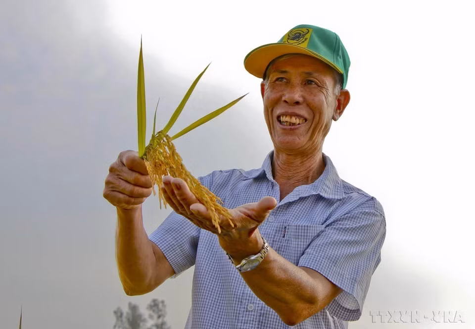 El arroz de Vietnam ha sido reconocido como el más sabroso del mundo, lo que confirma una vez más la calidad y reputación de ese grano vietnamita en los mercados internacionales. Foto: VNA