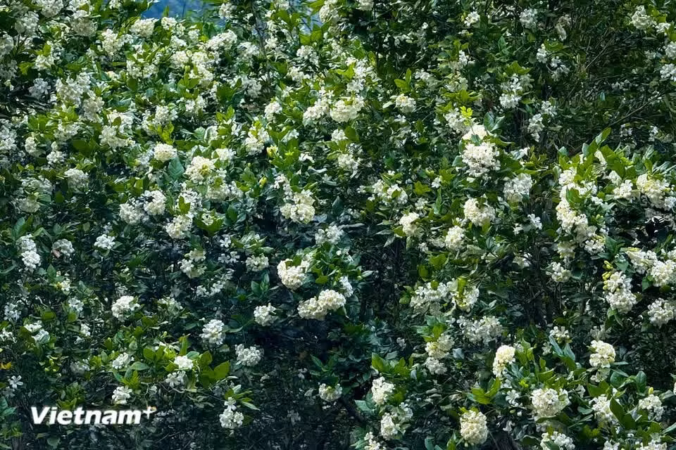 Muchas familias cultivan el laurel como planta ornamental por su fragancia característica, su facilidad de cultivo y su significado en la cultura oriental. (Foto: Vietnam+)