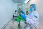 La fábrica de Nestlé en Bong Sen (Hung Yen) aplica tecnología digital en la producción ecológica. Foto: VNA