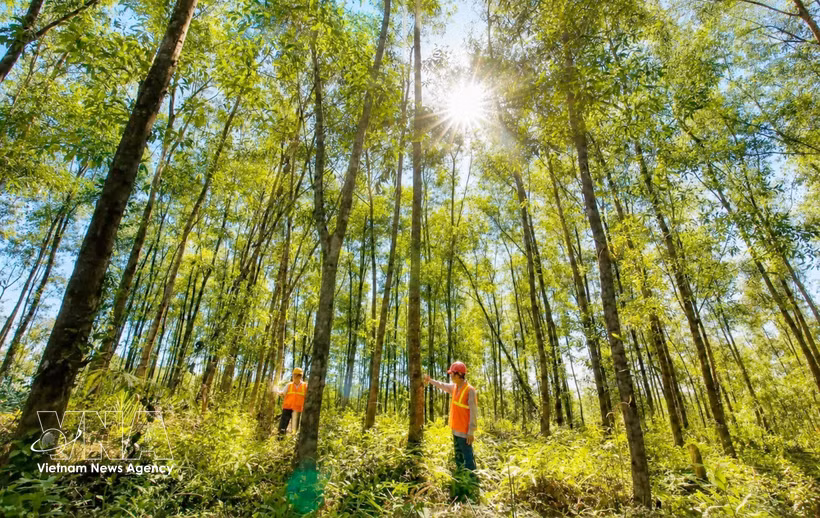 La provincia de Quang Tri impulsa el desarrollo de plantaciones forestales a gran escala. (Foto: VNA)