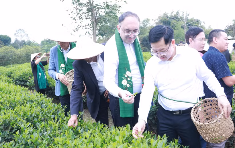 La delegación participa en la recolección de té en la Cooperativa de Té y Turismo Comunitario Tien Yen. (Foto: thainguyen.gov.vn)