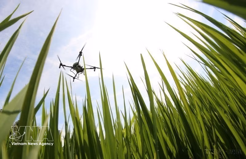 Aplicación de drones en la siembra, la fertilización y la fumigación con pesticidas. (Foto: VNA)