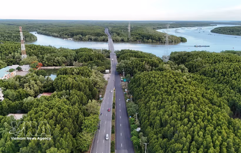 La zona forestal protegida de Can Gio abarca las comunas de Can Gio, Binh Khanh, An Thoi Dong y Thanh An, lo que crea un potencial significativo para el desarrollo del mercado de créditos de carbono. (Foto: VNA)