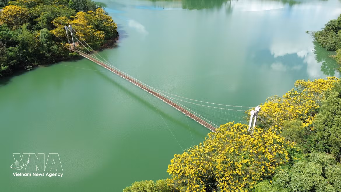 Lam Dong: Espléndidas flores amarillas de flamboyán junto al puente colgante de Dak R’Tih 