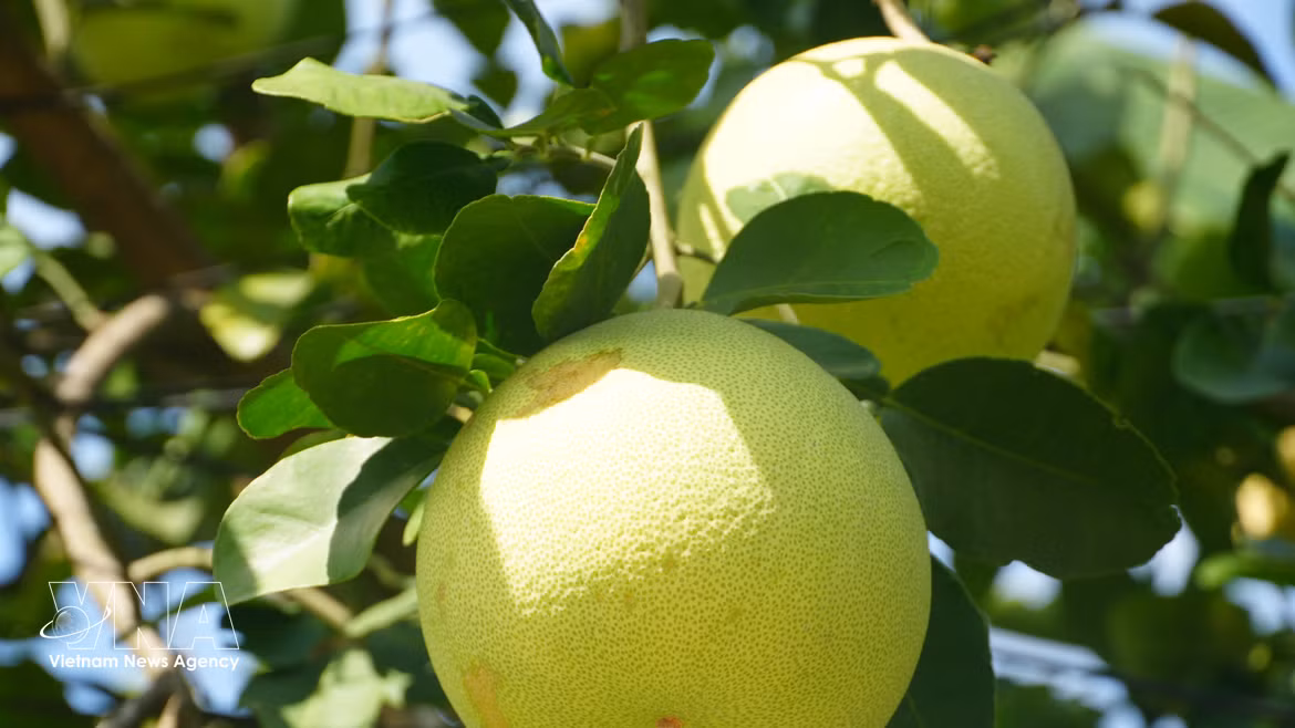 Pomelo Thanh Tra entra en su temporada alta de cosecha 