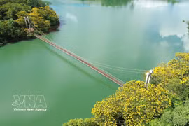 Lam Dong: Espléndidas flores amarillas de flamboyán junto al puente colgante de Dak R’Tih 