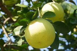 Pomelo Thanh Tra entra en su temporada alta de cosecha 