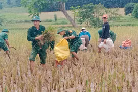 Los soldados ayudan a la gente a cosechar arroz durante las inundaciones. (Foto: VNA)