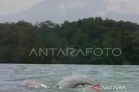 Indonesia implementa medidas de emergencia para salvar a los delfines de Mahakam