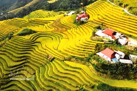 Arrozales en terrazas del barrio de Ha Giang 1, en la provincia de Tuyen Quang. (Fuente: VNA)