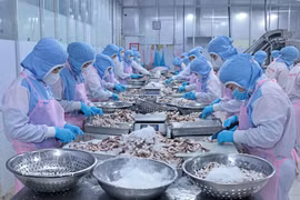Procesamiento de pulpo para exportación en la empresa Huy Nam, An Giang. Foto: VNA