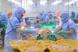 La industria del pangasius en la provincia de An Giang busca un crecimiento sostenible. Foto: VNA