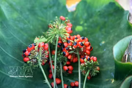  Da Nang: La tierra que nutre el mejor ginseng del mundo