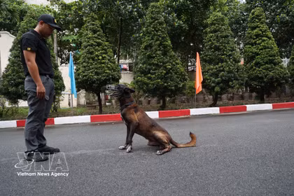 Los silenciosos "agentes de cuatro patas" de la protección de seguridad