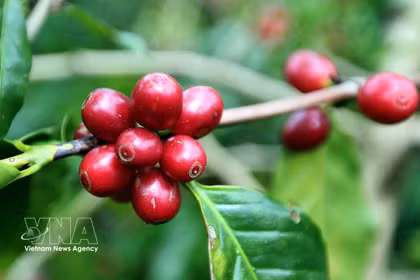 En los primeros nueve meses de 2026, Vietnam exportó unos 1,4 millones de toneladas de café por 6,54 mil millones de dólares, un 15,4% más en volumen, pero un 7,3% menos en valor interanual. (Foto: VNA)