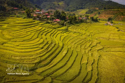 La temporada dorada en el valle de Chieng Sinh