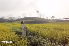 Campos de mostaza de Moc Chau cautivan a los visitantes
