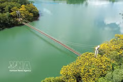 Lam Dong: Espléndidas flores amarillas de flamboyán junto al puente colgante de Dak R’Tih 