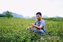 El producto de "Cà gai leo" (Solanum procumbens) de 4 estrellas y con certificación OCOP, elaborado por la Cooperativa Agrícola y Forestal Bao Hieu en la comuna de Yen Tri, está vinculado a una zona de cultivo de plantas medicinales limpias e implica la colaboración con agricultores locales. Foto: baophutho.vn