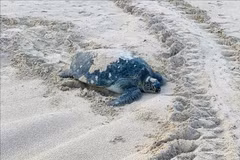 Esta es la segunda vez en el año que la tortuga madre regresa a Hon Cau para poner huevos. (Fuente: VNA)