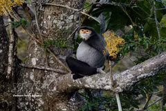 Preservan la población de langures de douc con patas negras en montaña Ba Den 