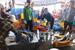 Comerciantes compran peces en el puerto de Hon Ro. (Foto: VNA)