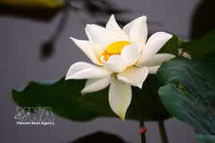 Té de loto, una característica cultural única de Hue