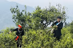 Árboles de té centenarios en temporada en la montaña de Ha Giang 