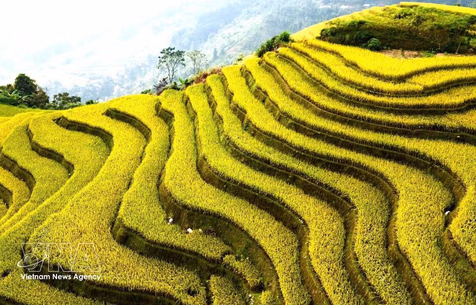Las terrazas de arroz maduro se curvan suavemente por las laderas de las montañas. (Fuente: VNA)