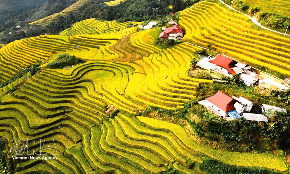 Las casas se entremezclan con los arrozales en terrazas durante la temporada de maduración del arroz. (Fuente: VNA)