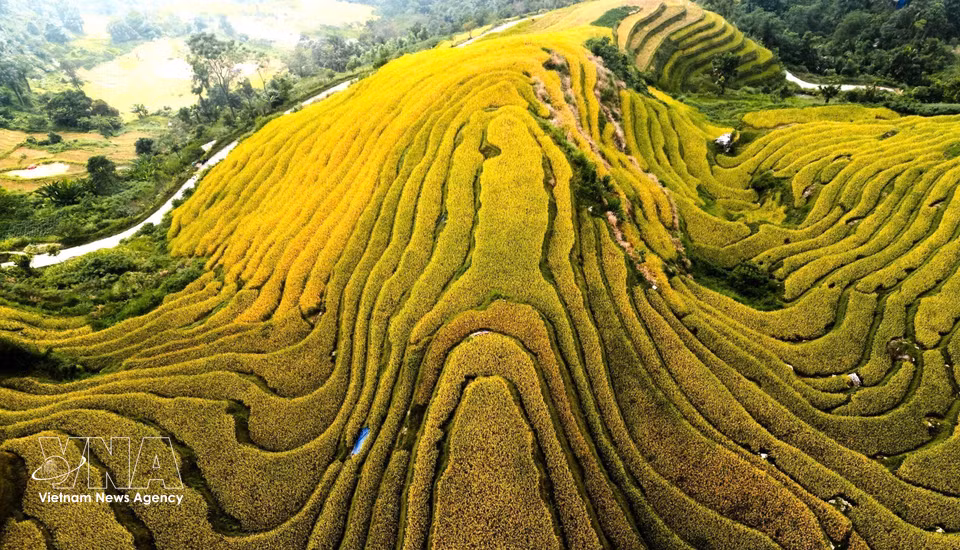 Las parcelas de arroz se suceden unas a otras, abrazando las laderas de las colinas. (Fuente: VNA)