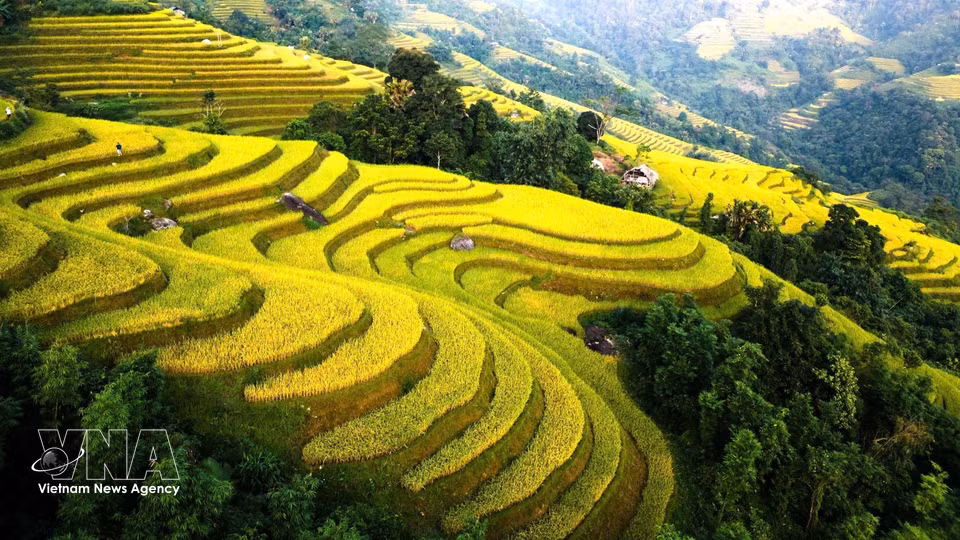 Los arrozales maduros se extienden desde las laderas hasta el valle. (Fuente: VNA)