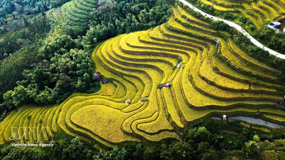 Las franjas doradas de arroz serpentean junto al borde verde del bosque. (Fuente: VNA)