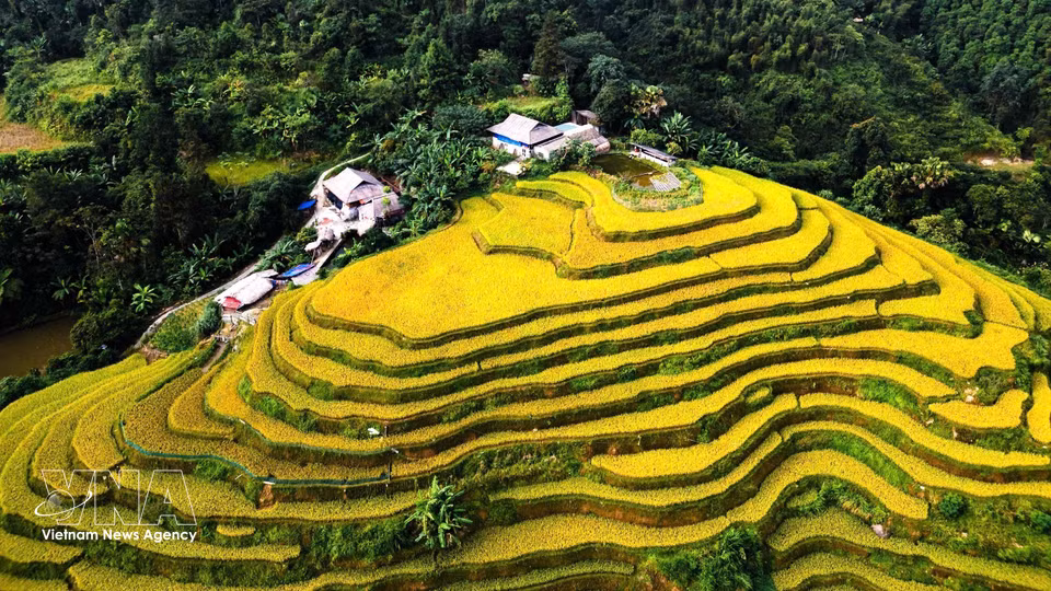 El dorado del arroz maduro destaca junto a las franjas de las plantas verdes. (Fuente: VNA)