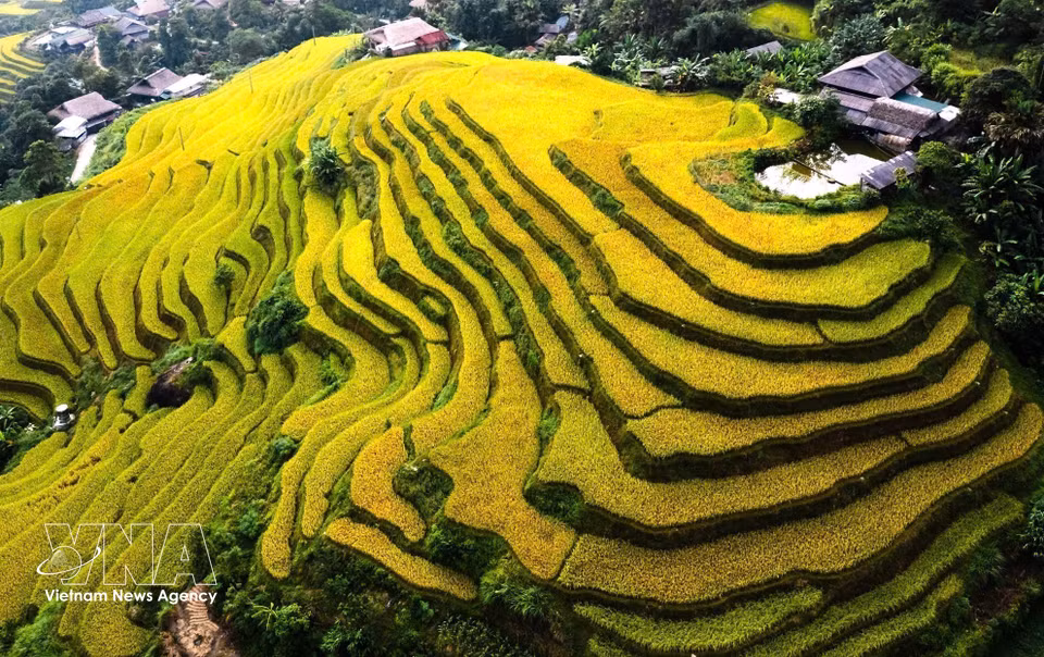 Las terrazas de arroz se escalonan junto a las casas y pequeños estanques. (Fuente: VNA)