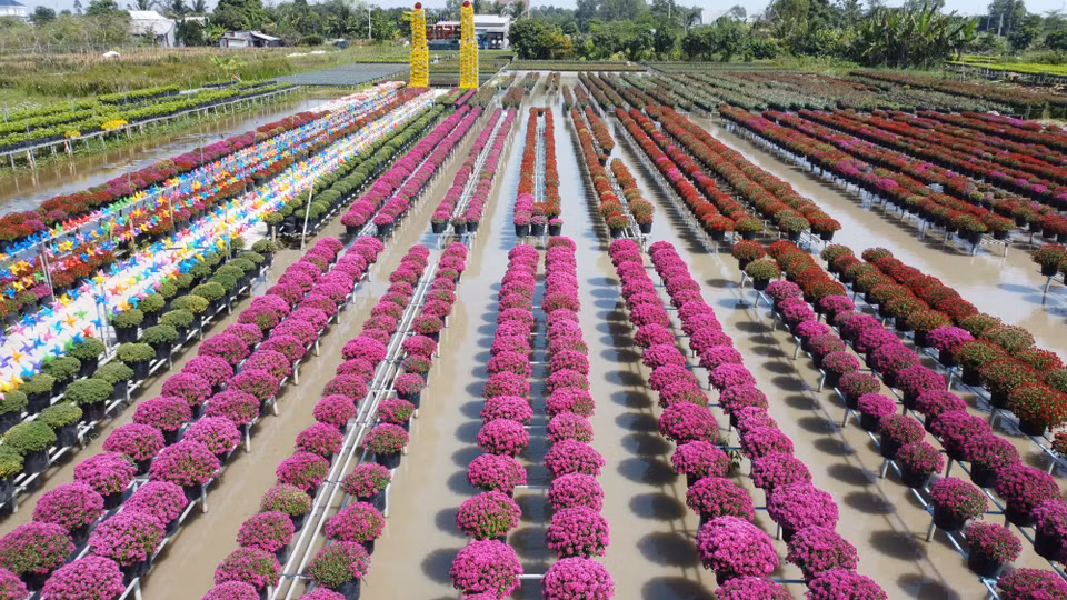 Margaritas de colores con el nombre científico Chrysanthemum morifolium de la Cooperativa de Producción y Suministro de Flores y Plantas Ornamentales de Tan An (barrio de Sa Dec) se cultivan en espalderas. (Fuente: VNA)