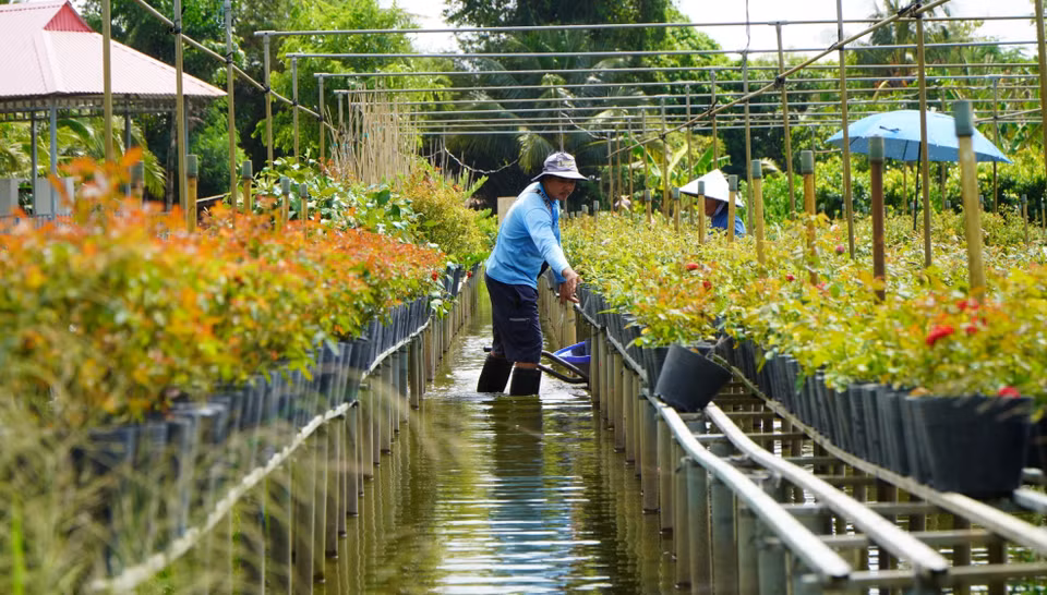 El cultivo de flores y plantas ornamentales en espalderas es un método agrícola tradicional de la familia de Nguyen Van Sang, residente en el barrio de Sa Dec. (Fuente: VNA)