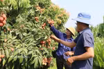 Huertos de lichi en Bac Ninh. (Foto: VNA)