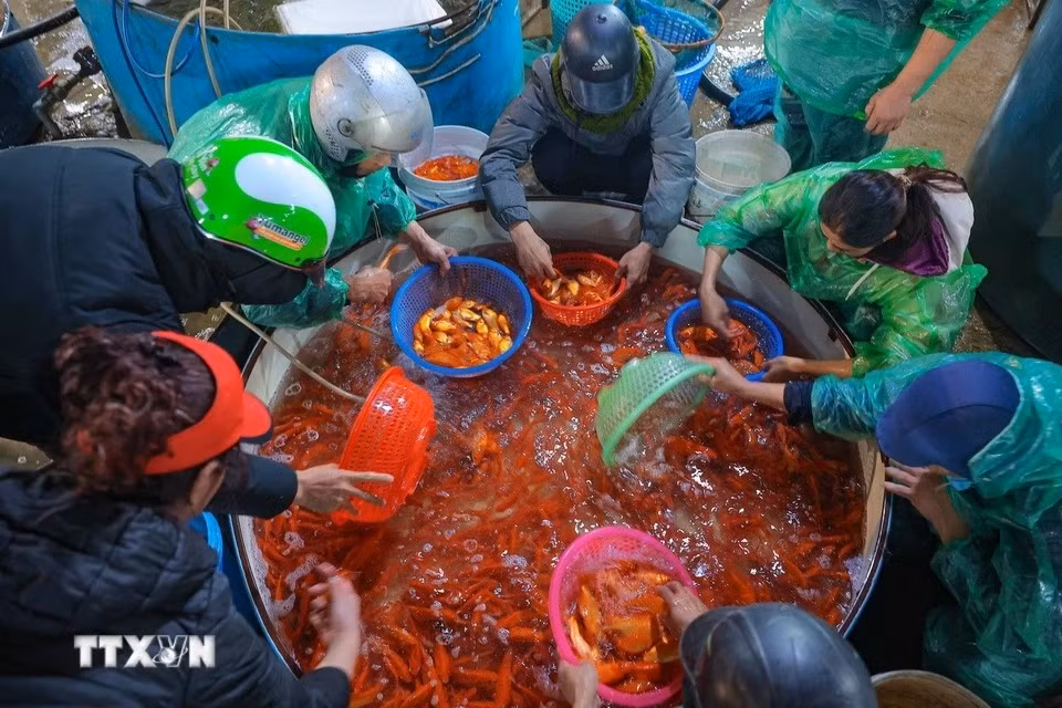 Los comerciantes del mercado de pescado de Yen So clasifican las carpas para prepararlas para el Día de los Dioses de la Cocina. (Foto: VNA)