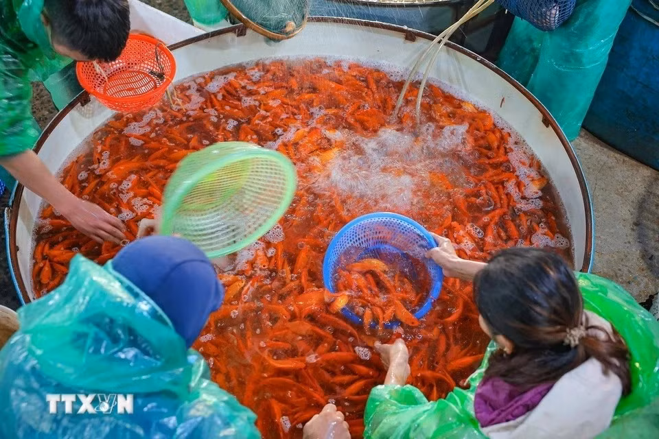 Muchos comerciantes se reunieron en el mercado de pescado de Yen So para elegir y comprar su carpa favorita en la noche del 21 de enero. (Foto: VNA)
