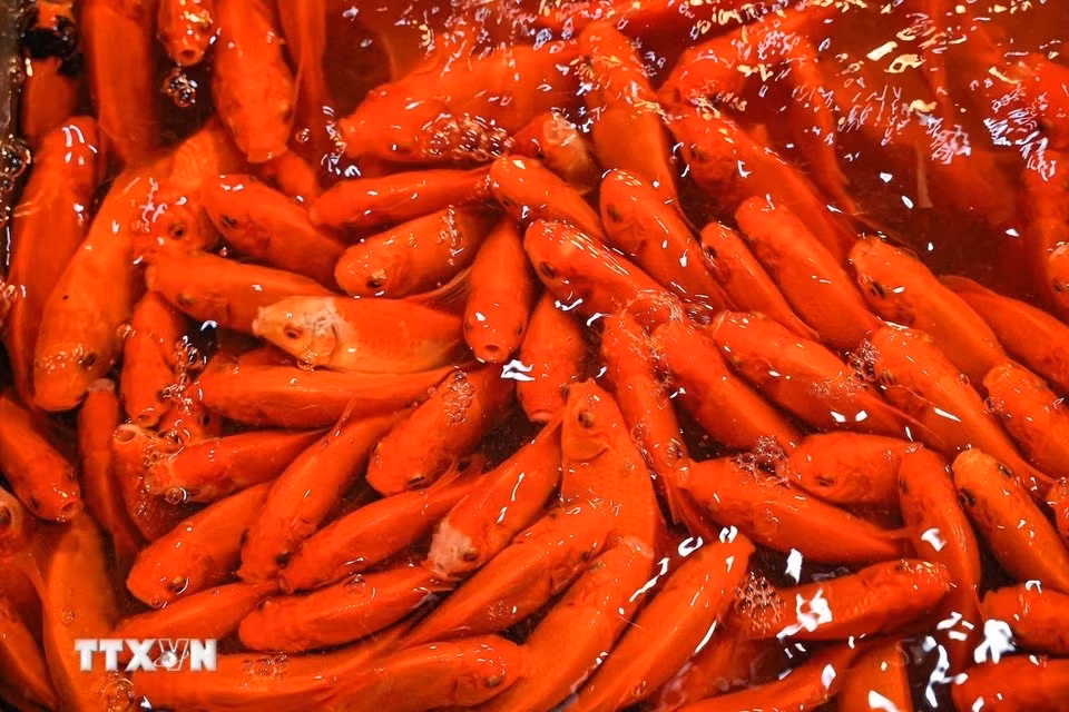 Carpas rojas servidas para el Día de los Dioses de la Cocina. (Foto: VNA)