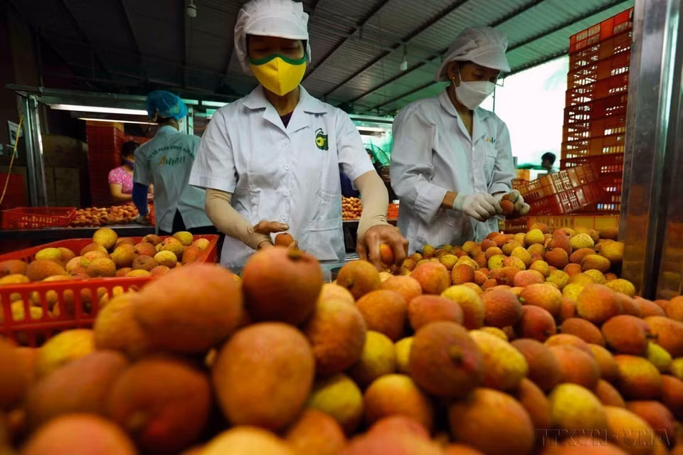 Los mangos, las frutas del dragón y los rambutanes son frutas que se exportan desde Vietnam a Nueva Zelanda. En la foto: Procesamiento preliminar y envasado de productos de lichi para exportación en la Compañía de AMEII Vietnam (comuna de Thanh Xa, distrito de Thanh Ha). (Foto: VNA)