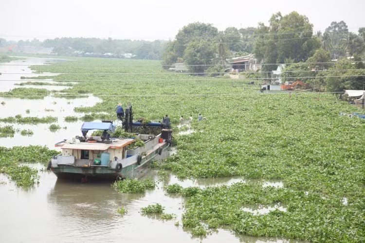 Las autoridades rescatan jacintos de agua en el río Vam Co Dong, que pasa por la comuna de Thanh Long, distrito de Chau Thanh, provincia de Tay Ninh. (Foto: VNA)