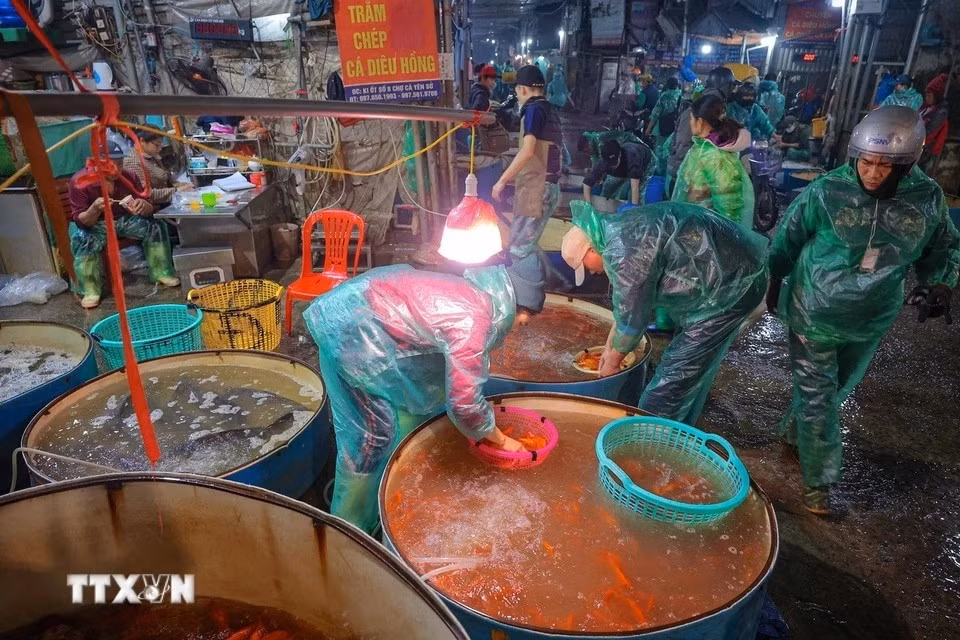 Mucha gente viene al mercado de pescado de Yen So para comprar carpas rojas para el Día de los Dioses de la Cocina. (Foto: VNA)
