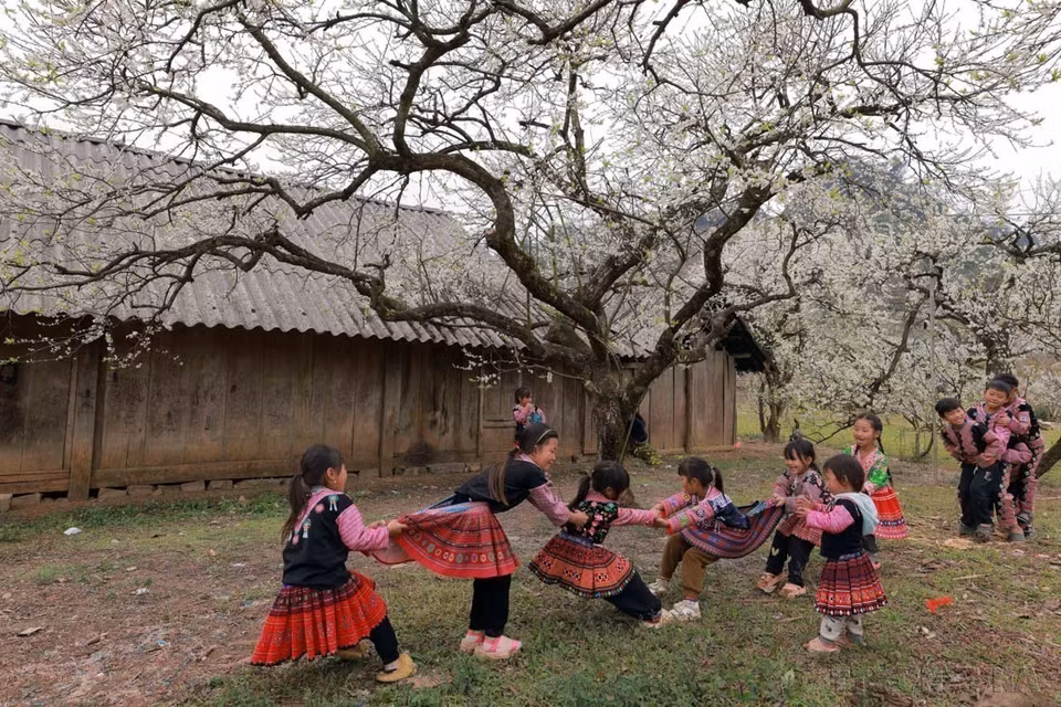 El bosque de ciruelos blancos en la meseta de Moc Chau (Son La) está en plena floración, creando una hermosa imagen natural de las montañas y los bosques del noroeste capturada por un fotoperiodista. (Foto: VNA)