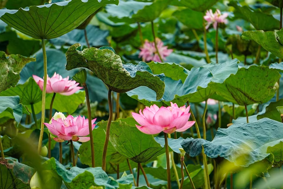El loto Bach Diep tiene flores grandes, de gran persistencia y con un aroma perdurable. Cuando florece, es tan grande como dos manos, de muchos pétalos en capas para cubrir el pistilo, los sépalos y el arroz de loto (puntas blancas del pistilo). (Fuente: VNA)