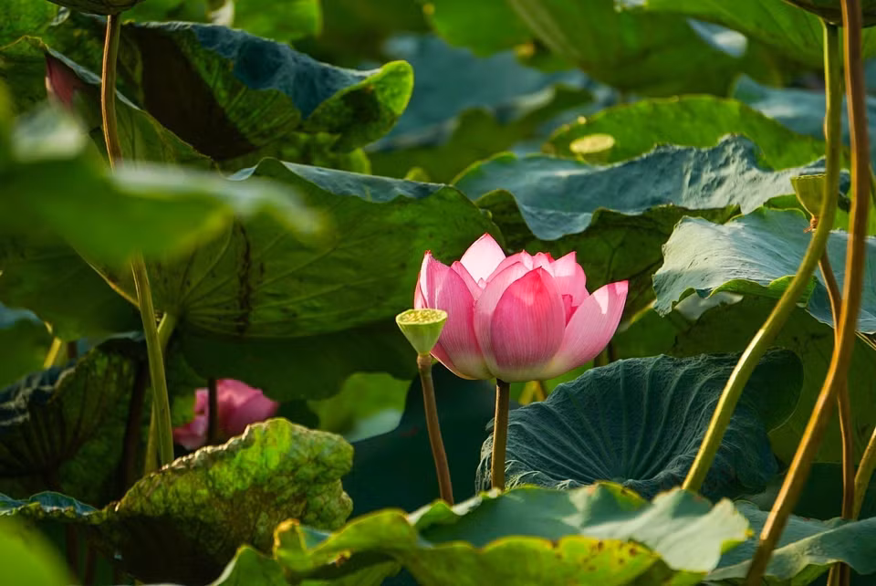 La belleza pura y especial de la flor de loto de Bach Diep en el Lago del Oeste. (Fuente: VNA)