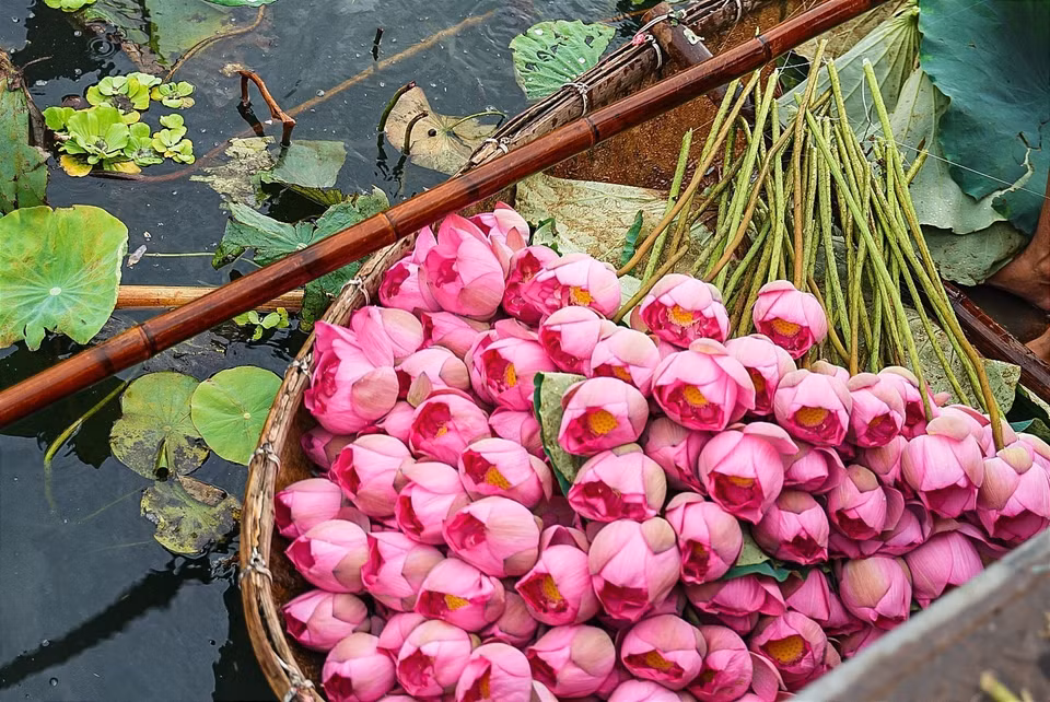 Las flores de loto de Bach Diep utilizadas para marinar el té se recogen entre las 4:00 y las 5:00 de la mañana, cuando no hay luz solar y las flores todavía están llenas de rocío. Cuando la fragancia sigue sellada por los pétalos finos y frescos es el momento de dar el mejor aroma. (Fuente: VNA)