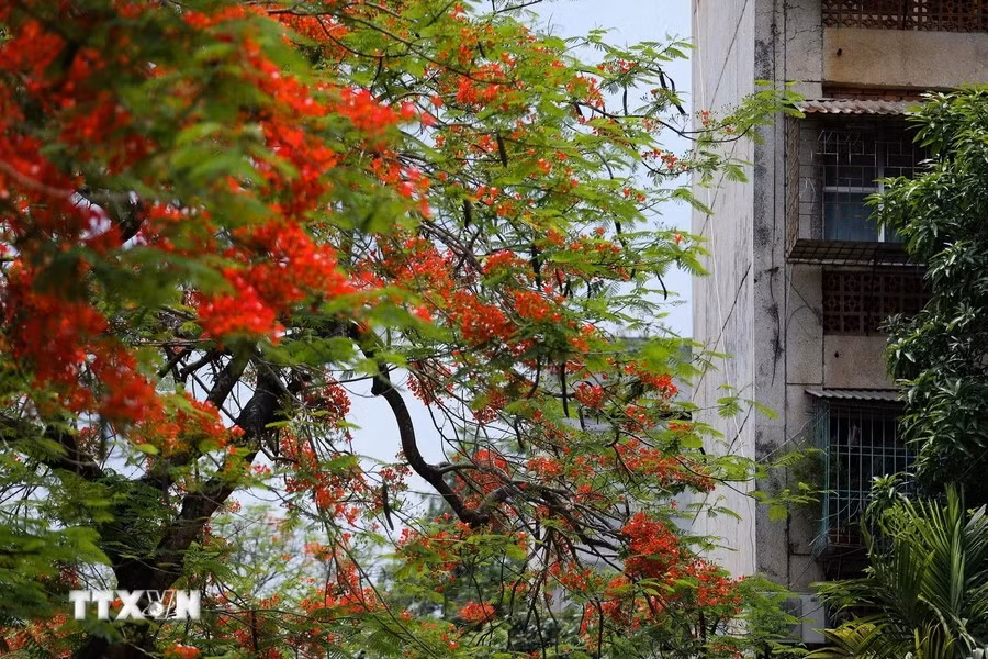 Brillantes flores de flamboyán de color rojo adornan las casas en la ciudad de Hoa Binh. (Fuente: VNA)
