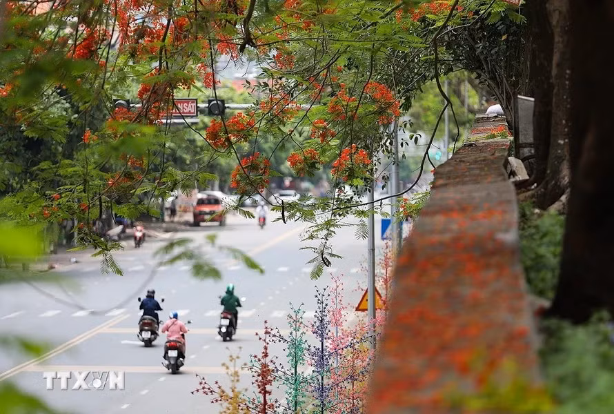 Las flores de flamboyán embellecen las calles en Hoa Binh, creando una escena increíblemente romántica. (Fuente: VNA)